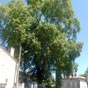 Le platane de Robillard est un arbre remarquable de Saint-André-de-Cubzac. Planté au centre d'une petite place, probablement sous le règne de Louis XIV, il appartient au club très fermé des arbres tricentenaires. Il est protégé depuis le 19 septembre 1936